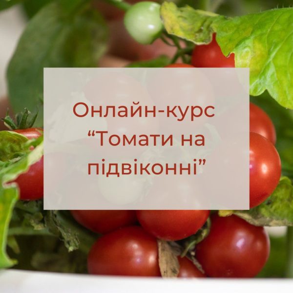 Курс "Томати на підвіконні". Тариф "Стандарт"